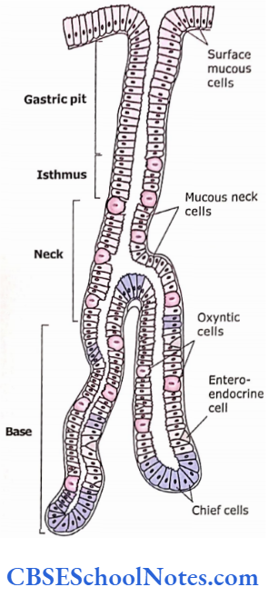 The Digestive System 2 The Alimentary Canal Surface Of Epithelium