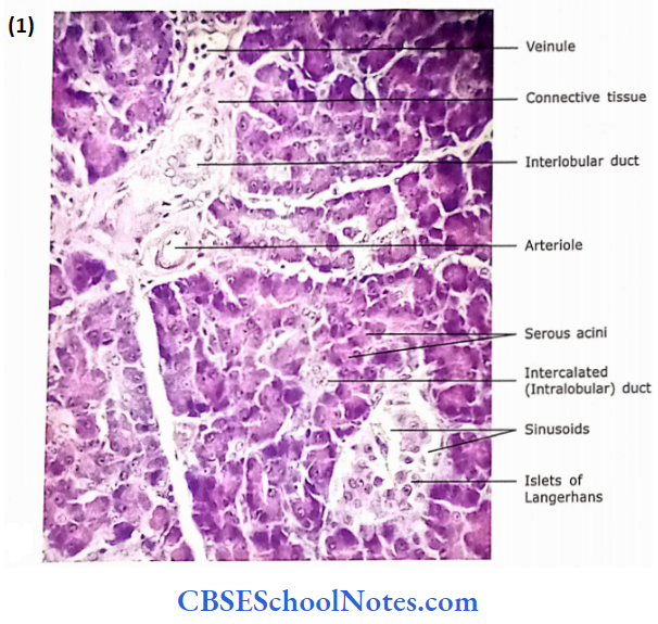 The Digestive System 3 Liver Gall Bladder And Pancreas Lengerhans Present Betweeen Acini