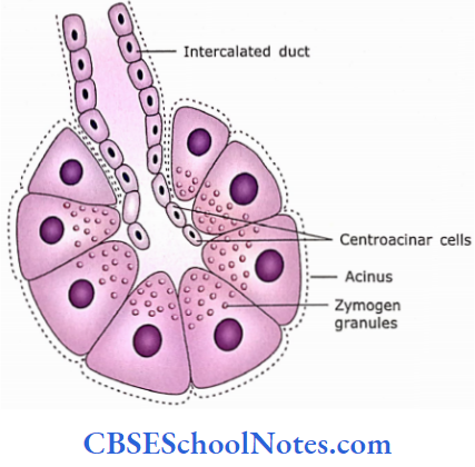The Digestive System 3 Liver Gall Bladder And Pancreas Relationships Of Acinus And Centroacinar Cells And Intercalated Duct