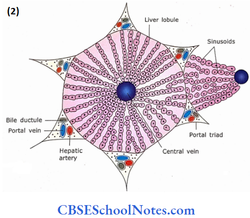 The Digestive System 3 Liver Gall Bladder And Pancreas Structure Of Liver Louble Diagrammatic Of Liver Loubles