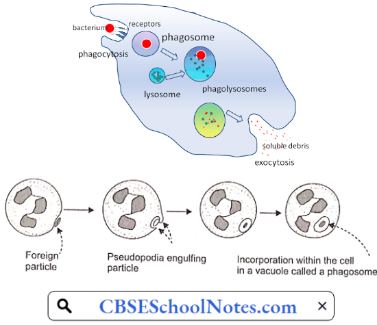 The Process Of Phagocytosis