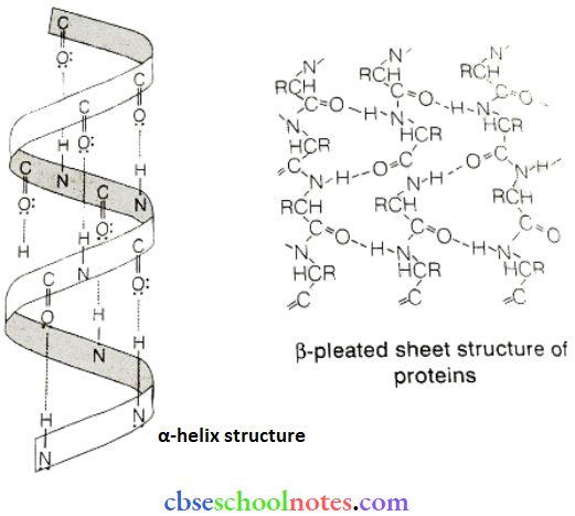 Biomolecules Alpha And Beta Plated Steructure
