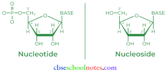 Biomolecules Nucleoside And Nucleotide