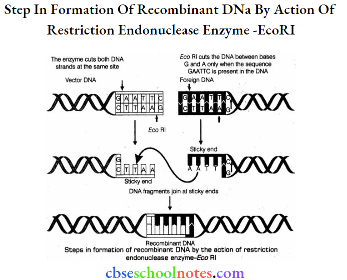 Biotechnology Principles and Processes Class 12 Important Questions