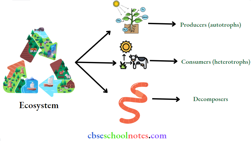 CBSE Class 12 BioIogy Chapter 12 Ecosystem Components Of An Ecosystem