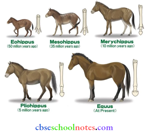 CBSE Class 12 BioIogy Chapter 12 Evolution Horse Evolution