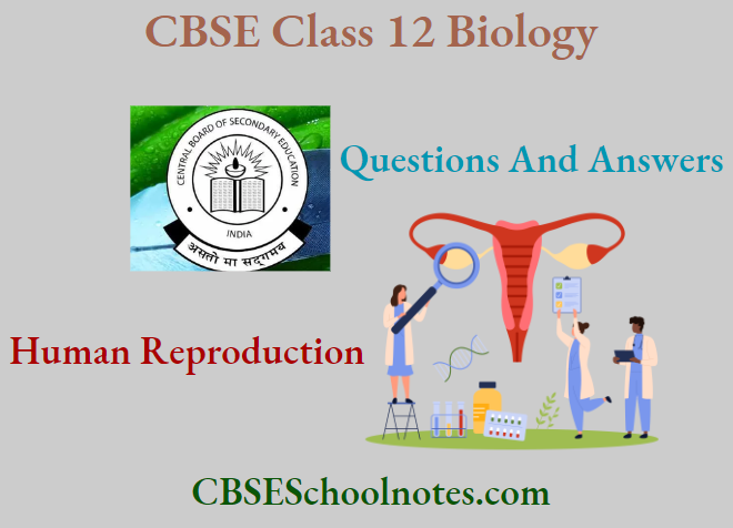 CBSE Class 12 BioIogy Chapter 2 Human Reproduction Questions And Answers