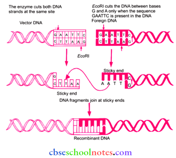 CBSE Class 12 BioIogy Chapter 9 Biotechnology - Principles And Processes Step In Formation Of Recombinant DNA