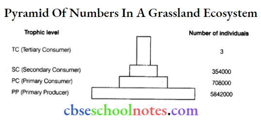 Ecosystem Pyramid Of Numbers In A grassland Ecosystem