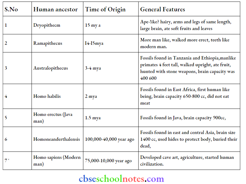 Evolution Various Components Of human Evolution