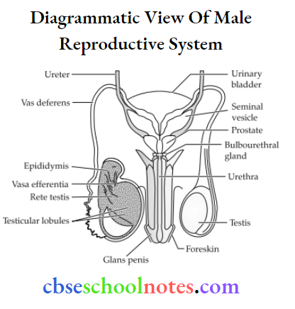 Human Reproduction Diagrammatic view of male reproduction system