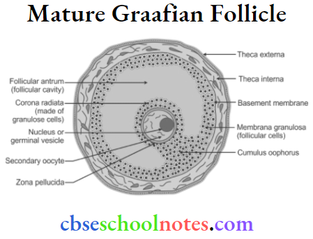 Human Reproduction Mature Graafian Follicle
