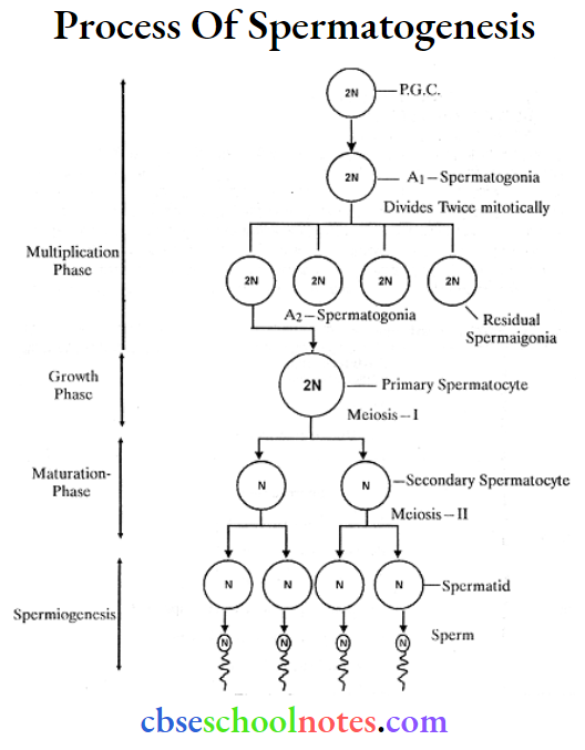 Human Reproduction Process of Spermatogenesis