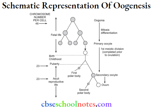 Human Reproduction Schematic Representation Of Oogenesis