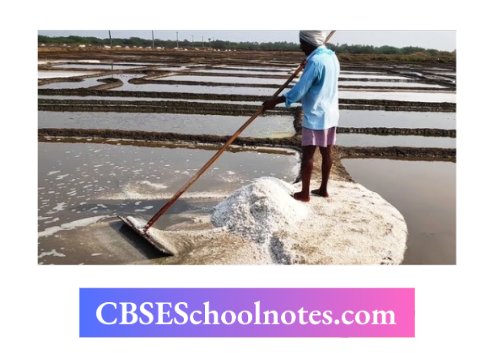 CBSE Notes Class 6 Science Chapter 3 Separation Of Substances Obtaining Salt From Seawater