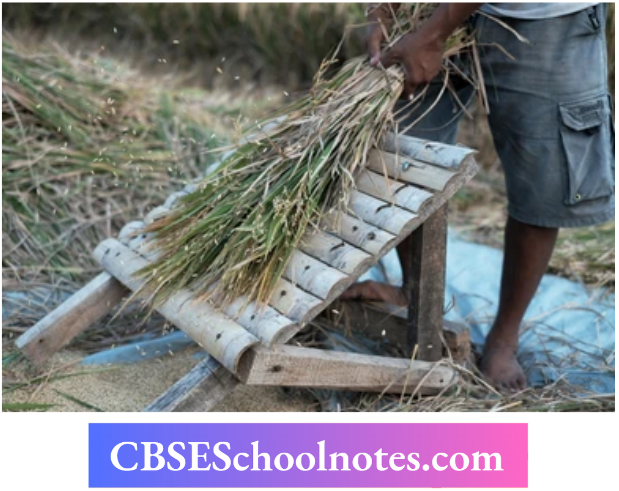 CBSE Notes Class 6 Science Chapter 3 Separation Of Substances Threshing Of Paddy Stalks