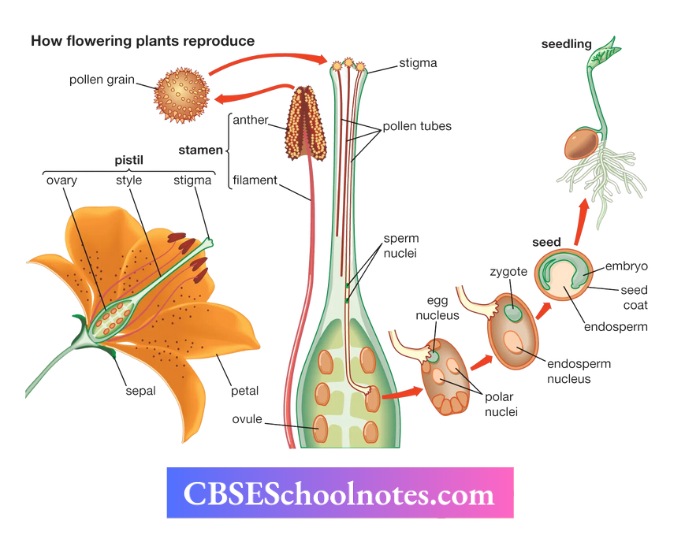 CBSE Notes Class 6 Science Getting To Know Plants The Structure Of A Ovary In A Flower