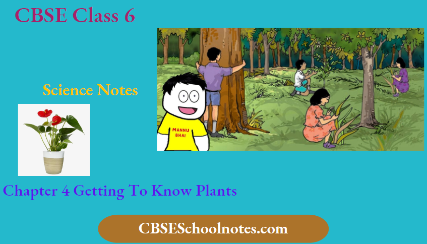 CBSE Notes For Class 6 Science Chapter 4 Getting To Know Plants