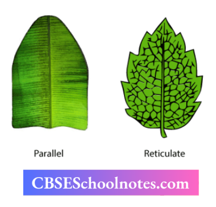 CBSE Notes For Class 6 Science Chapter 4 Getting To Know Plants Leaf Venation