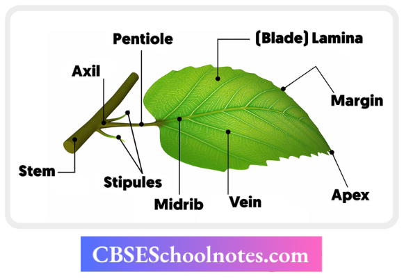 CBSE Notes For Class 6 Science Chapter 4 Getting To Know Plants The Parts Of A Leaf