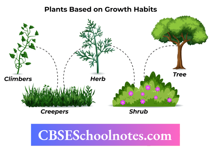 CBSE Notes For Class 6 Science Chapter 4 Getting To Know Plants Types Of Plants