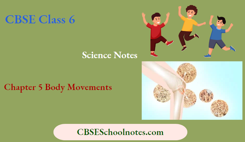 CBSE Notes For Class 6 Science Chapter 5 Body Movements