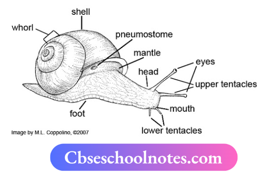 CBSE Notes For Class 6 Science Chapter 5 Body Movements A snail