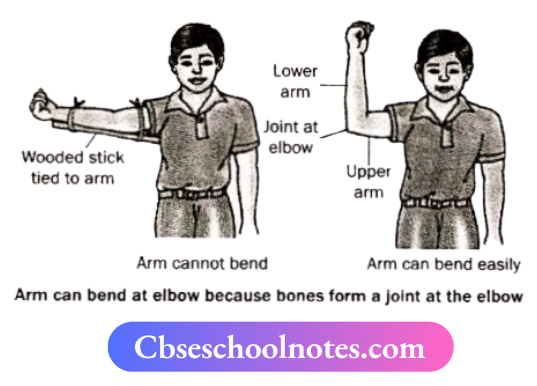CBSE Notes For Class 6 Science Chapter 5 Body Movements Arm can bend at elbow because bones form a joint at the elbow