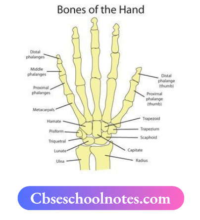 CBSE Notes For Class 6 Science Chapter 5 Body Movements Bones Of The Hand