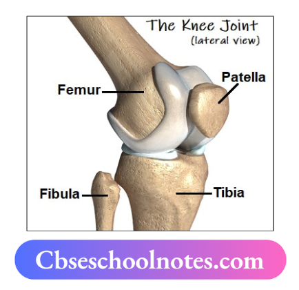 CBSE Notes For Class 6 Science Chapter 5 Body Movements Hinge Joints Of The Knee