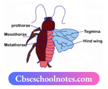 CBSE Notes For Class 6 Science Chapter 5 Body Movements Legs And Wings Of A Cockroach