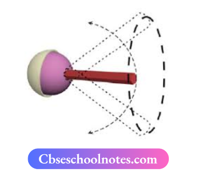 CBSE Notes For Class 6 Science Chapter 5 Body Movements Making A ball And Socket Joint