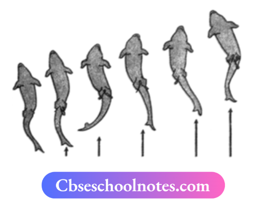 CBSE Notes For Class 6 Science Chapter 5 Body Movements Movement In Fish