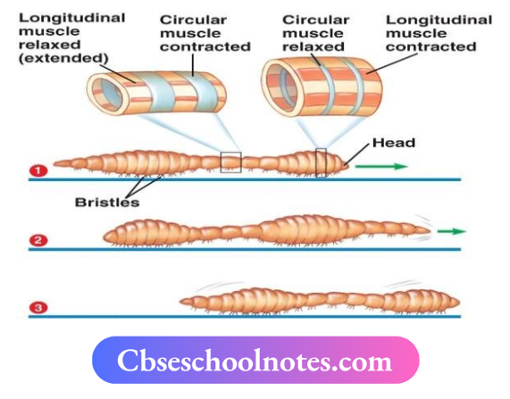 CBSE Notes For Class 6 Science Chapter 5 Body Movements Movement Of Earthworms