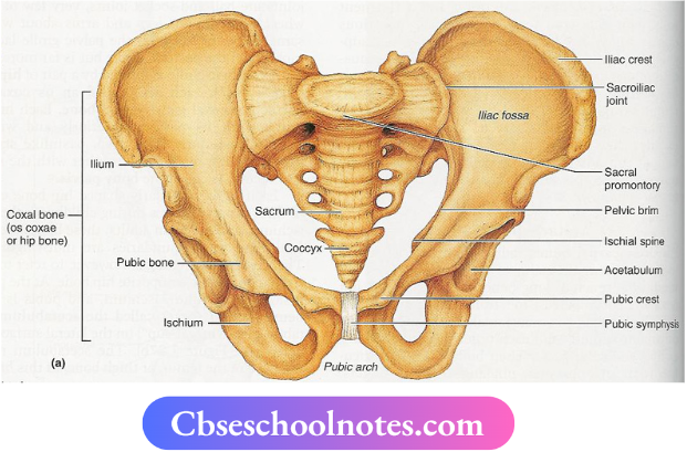 CBSE Notes For Class 6 Science Chapter 5 Body Movements Pelvic Bones