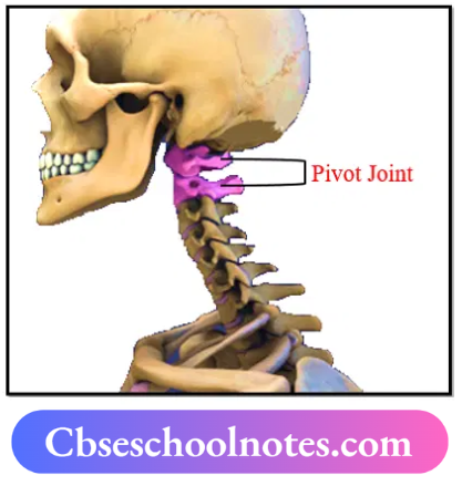 CBSE Notes For Class 6 Science Chapter 5 Body Movements Pivotal Joint