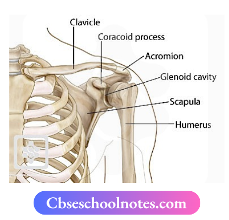 CBSE Notes For Class 6 Science Chapter 5 Body Movements Shoulder Bones