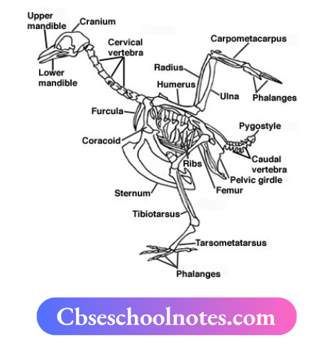 CBSE Notes For Class 6 Science Chapter 5 Body Movements Structure of bird skeleton