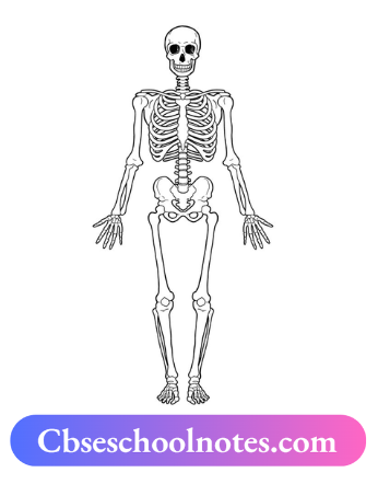 CBSE Notes For Class 6 Science Chapter 5 Body Movements The Human Skeleton