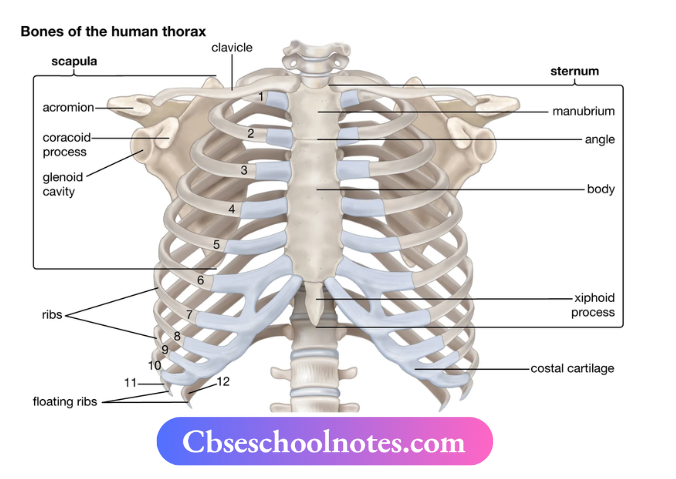 CBSE Notes For Class 6 Science Chapter 5 Body Movements The Ribcage