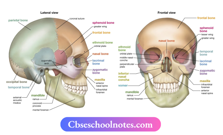CBSE Notes For Class 6 Science Chapter 5 Body Movements The skull