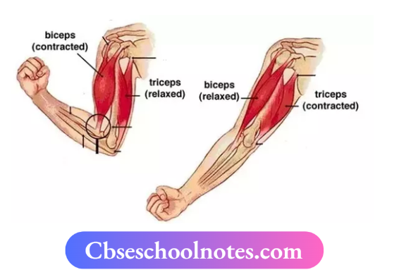 CBSE Notes For Class 6 Science Chapter 5 Body Movements Two Muscles work together to move a bone