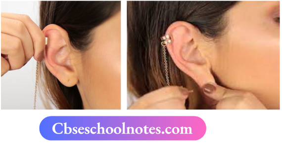 CBSE Notes For Class 6 Science Chapter 5 Body Movements Upper part pinna of ear has cartilage ear lobe no cartilage