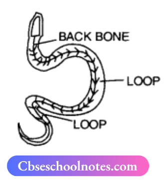 CBSE Notes For Class 6 Science Chapter 5 Body Movements movement in snake