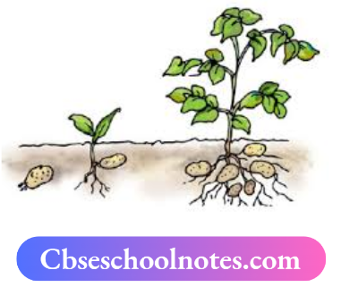 CBSE Notes For Class 6 Science Chapter 6 The Living Organisms A New Plant Grows From A Bud Of Potato