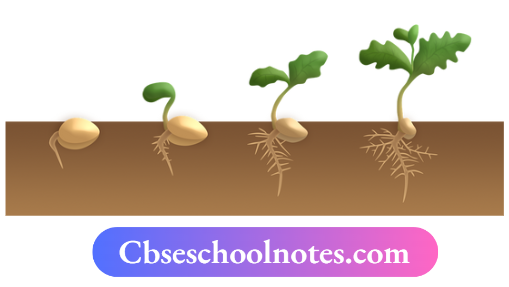 CBSE Notes For Class 6 Science Chapter 6 The Living Organisms A Seed From A Plant Germinates Into A Plants