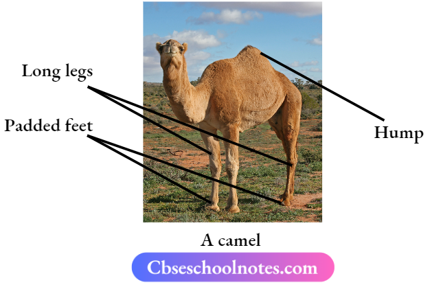 CBSE Notes For Class 6 Science Chapter 6 The Living Organisms A camel