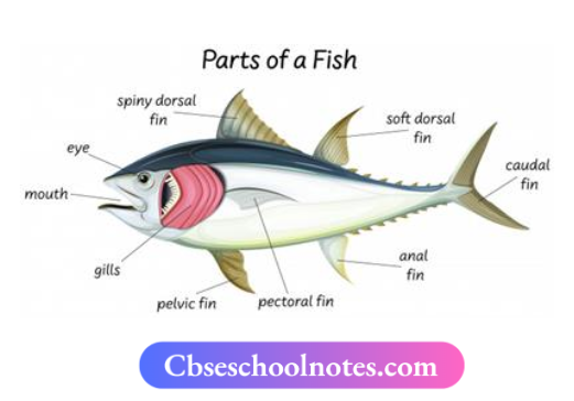 CBSE Notes For Class 6 Science Chapter 6 The Living Organisms Adaptations In fish