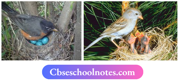 CBSE Notes For Class 6 Science Chapter 6 The Living Organisms Birds Lay Eggs Which After Hatching Produces