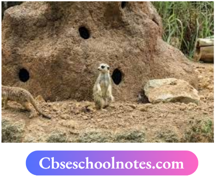 CBSE Notes For Class 6 Science Chapter 6 The Living Organisms Desert Animals In Burrow